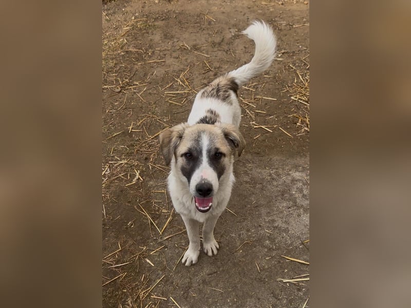 Hagrid - hübscher sensibler Junghund