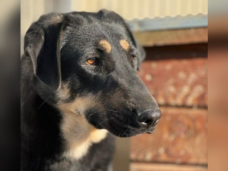 Lebensfrohe, liebe Fanta sucht ihre Menschen