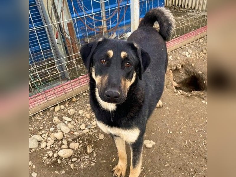 Lebensfrohe, liebe Fanta sucht ihre Menschen