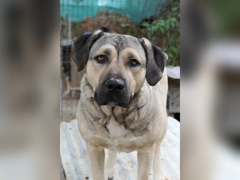 Unsere liebe Kaly wünscht sich ein schönes Zuhause Unsere liebe Kaly wünscht sich ein schönes Zuhause