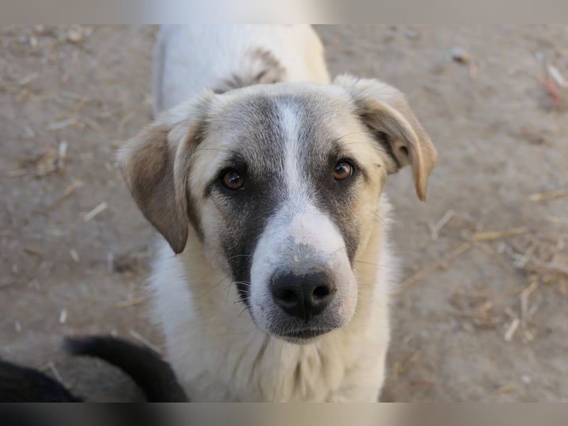 Hagrid - hübscher sensibler Junghund