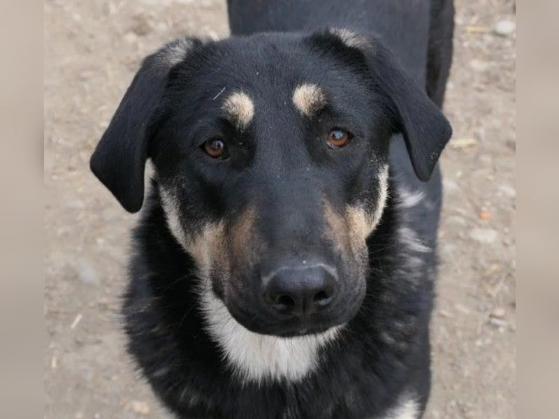 Lebensfrohe, liebe Fanta sucht ihre Menschen