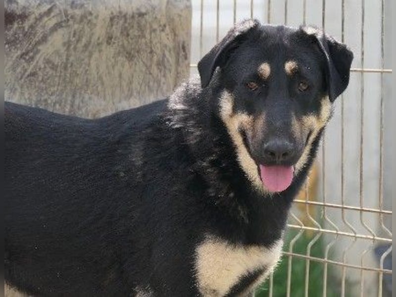 Lebensfrohe, liebe Fanta sucht ihre Menschen