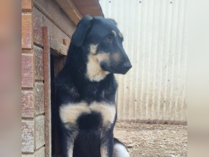 Lebensfrohe, liebe Fanta sucht ihre Menschen