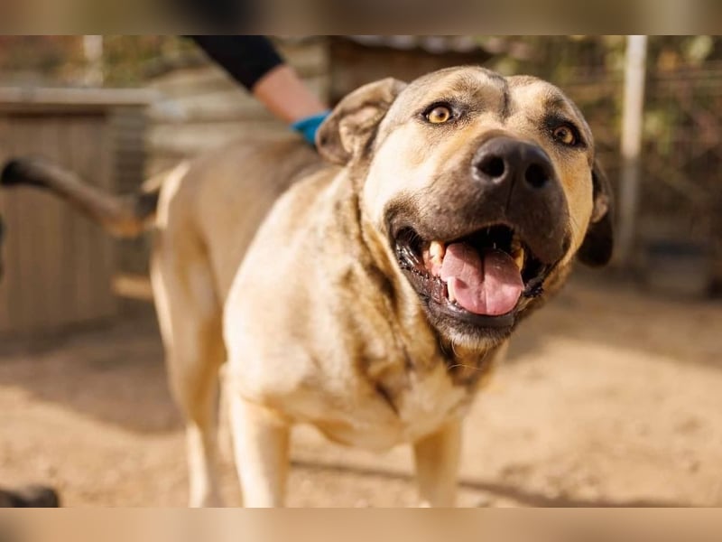 Unsere liebe Kaly wünscht sich ein schönes Zuhause Unsere liebe Kaly wünscht sich ein schönes Zuhause