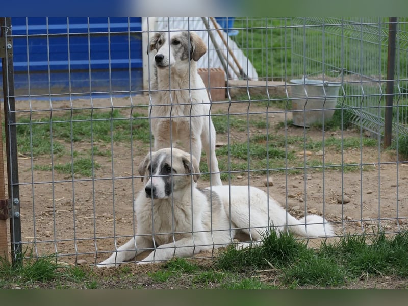 Hagrid - hübscher sensibler Junghund