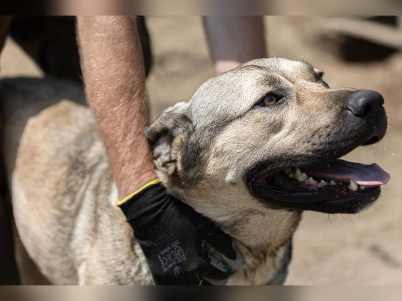 Unsere liebe Kaly wünscht sich ein schönes Zuhause Unsere liebe Kaly wünscht sich ein schönes Zuhause