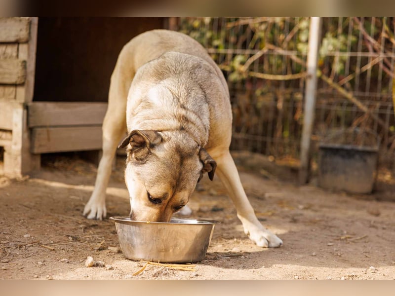 Unsere liebe Kaly wünscht sich ein schönes Zuhause Unsere liebe Kaly wünscht sich ein schönes Zuhause