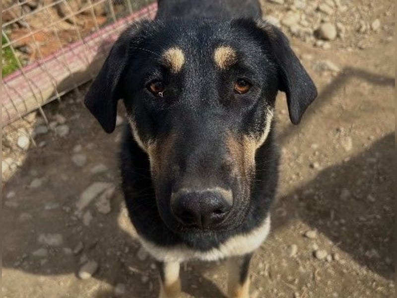 Lebensfrohe, liebe Fanta sucht ihre Menschen