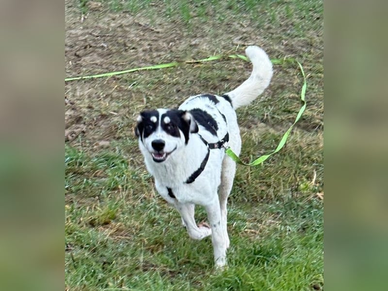 Aury, geb. ca. 12/2024, lebt auf einer Pflegestelle in 33142 Büren-Wewelsburg