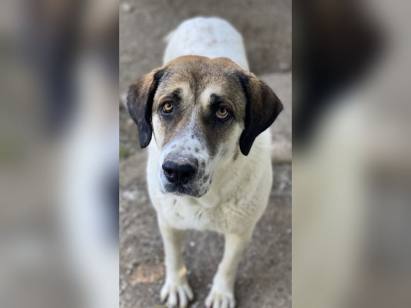 Elliot, geb. ca. 05/2022, lebt in GRIECHENLAND, im städt. Tierheim Serres