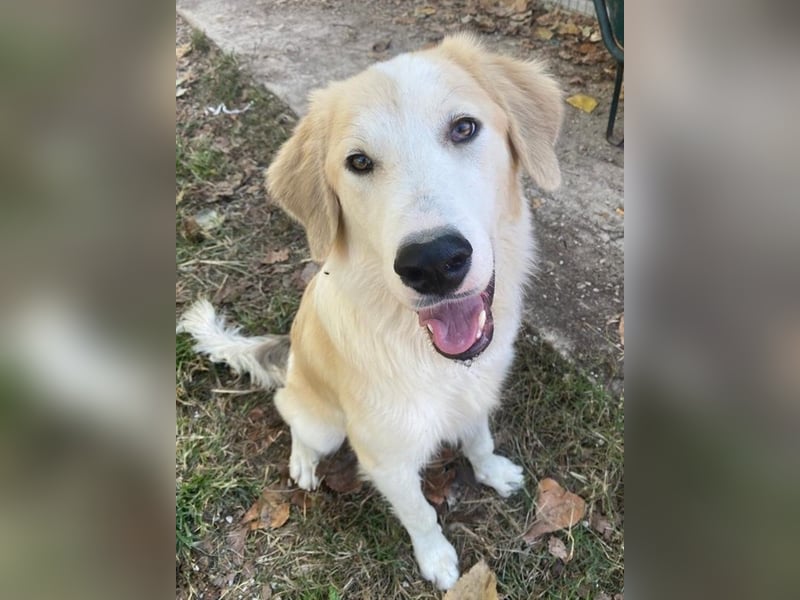 Buddy, geb. ca. 01/2022, lebt in GRIECHENLAND, im städt. Tierheim Serres