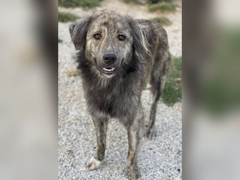 Pesto, geb. ca. 12/2021, lebt in GRIECHENLAND, im städt. Tierheim Serres Pesto, geb. ca. 12/2021, lebt in GRIECHENLAND, im städt. Tierheim Serres