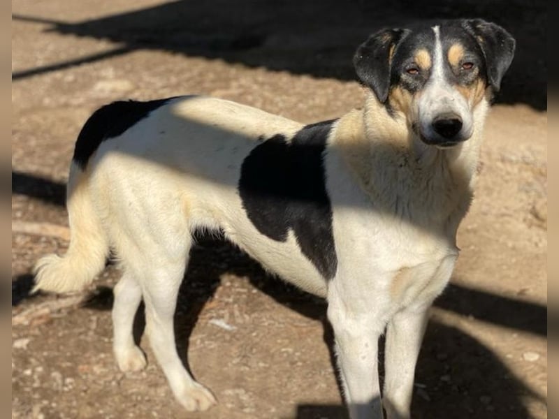 Fanny, geb. ca. 04/2021, lebt in GRIECHENLAND, im städt. Tierheim Serres