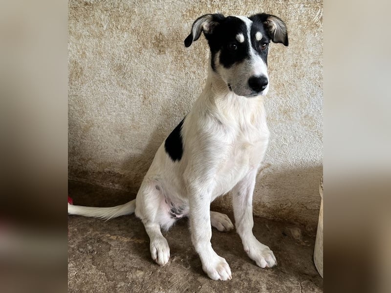 Aury, geb. ca. 12/2024, lebt auf einer Pflegestelle in 33142 Büren-Wewelsburg