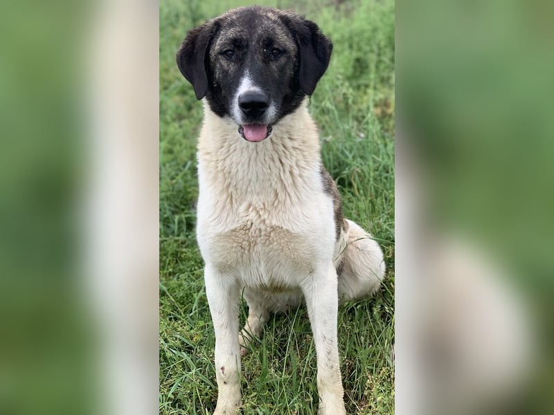 Finja, geb. ca. 05/2020, lebt in GRIECHENLAND, auf einer privaten Pflegestelle