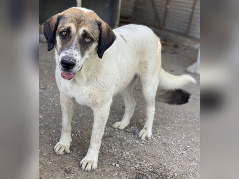 Elliot, geb. ca. 05/2022, lebt in GRIECHENLAND, im städt. Tierheim Serres