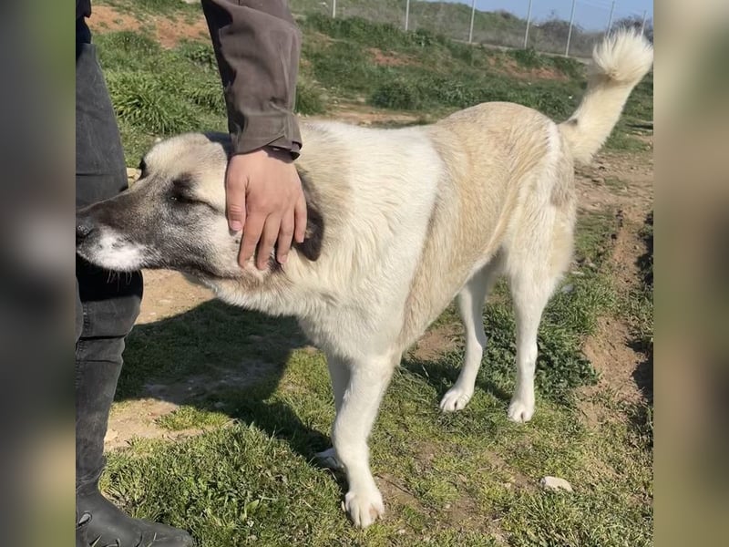Orlando, geb. ca. 10/2018, lebt in GRIECHENLAND, auf einem Gelände, Hunde werden notdürftig versorgt
