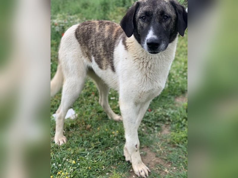 Finja, geb. ca. 05/2020, lebt in GRIECHENLAND, auf einer privaten Pflegestelle