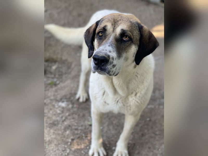 Elliot, geb. ca. 05/2022, lebt in GRIECHENLAND, im städt. Tierheim Serres