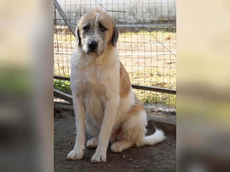 Maylo, geb. ca. 06/2022, lebt in GRIECHENLAND, auf einer privaten Pflegestelle