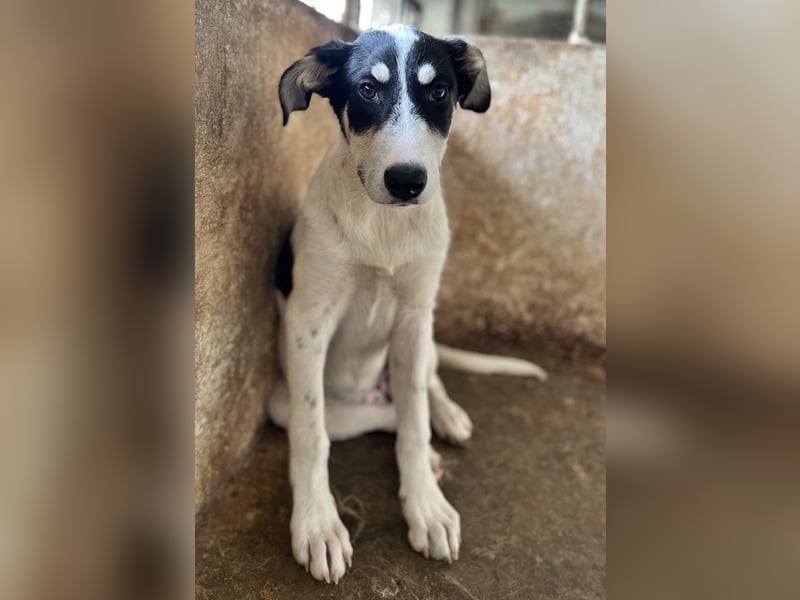 Aury, geb. ca. 12/2024, lebt auf einer Pflegestelle in 33142 Büren-Wewelsburg