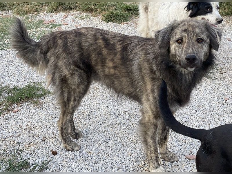 Pesto, geb. ca. 12/2021, lebt in GRIECHENLAND, im städt. Tierheim Serres Pesto, geb. ca. 12/2021, lebt in GRIECHENLAND, im städt. Tierheim Serres