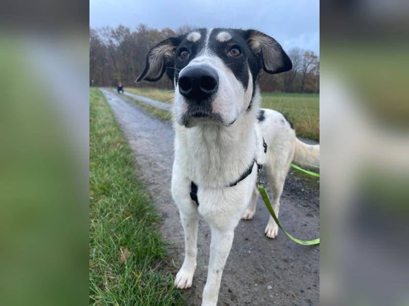 Aury, geb. ca. 12/2024, lebt auf einer Pflegestelle in 33142 Büren-Wewelsburg