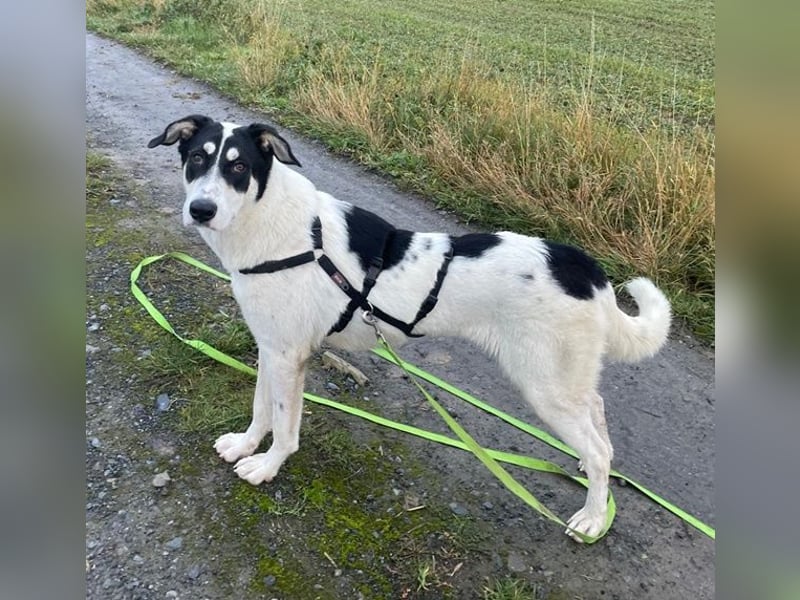 Aury, geb. ca. 12/2024, lebt auf einer Pflegestelle in 33142 Büren-Wewelsburg