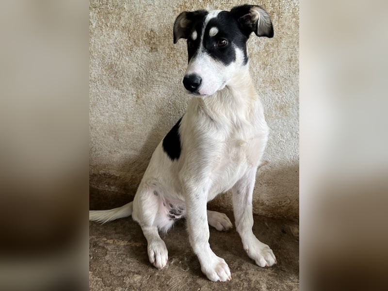 Aury, geb. ca. 12/2024, lebt auf einer Pflegestelle in 33142 Büren-Wewelsburg