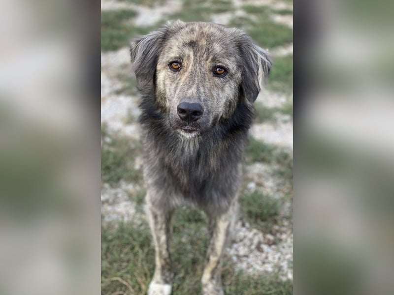 Pesto, geb. ca. 12/2021, lebt in GRIECHENLAND, im städt. Tierheim Serres Pesto, geb. ca. 12/2021, lebt in GRIECHENLAND, im städt. Tierheim Serres