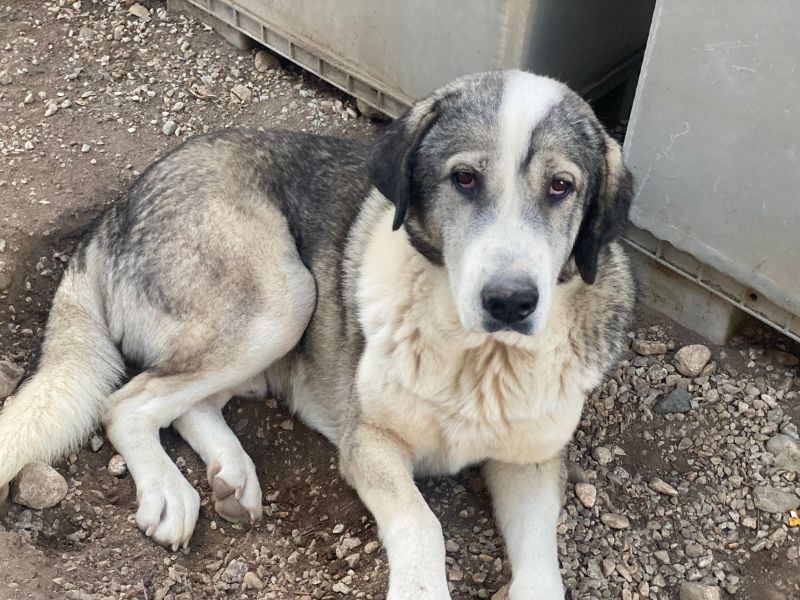 Torac, geb. ca. 08/2023, lebt in GRIECHENLAND, im städt. Tierheim Serres
