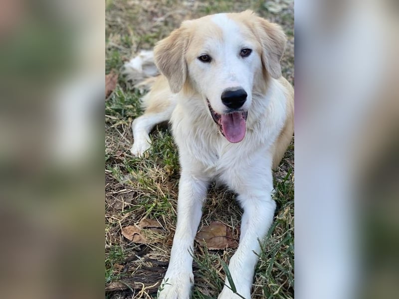 Buddy, geb. ca. 01/2022, lebt in GRIECHENLAND, im städt. Tierheim Serres