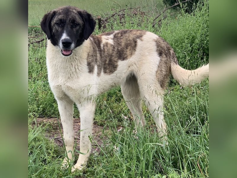 Finja, geb. ca. 05/2020, lebt in GRIECHENLAND, auf einer privaten Pflegestelle