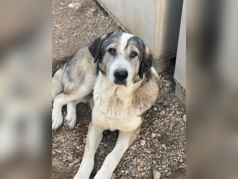 Torac, geb. ca. 08/2023, lebt in GRIECHENLAND, im städt. Tierheim Serres