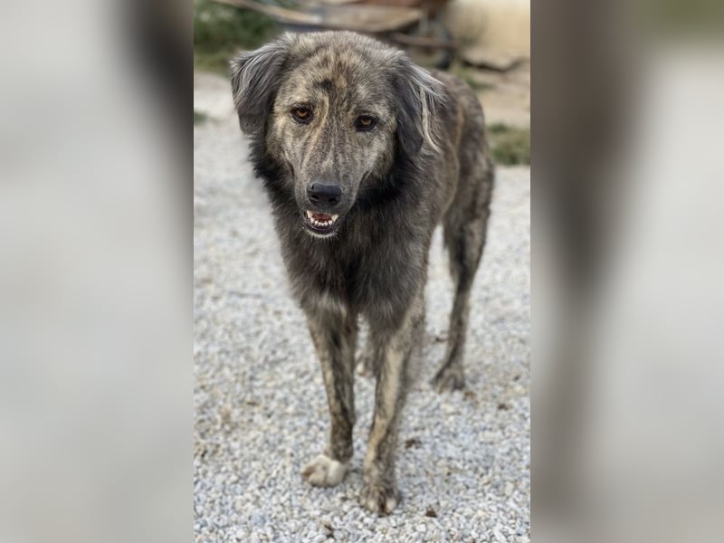 Pesto, geb. ca. 12/2021, lebt in GRIECHENLAND, im städt. Tierheim Serres Pesto, geb. ca. 12/2021, lebt in GRIECHENLAND, im städt. Tierheim Serres