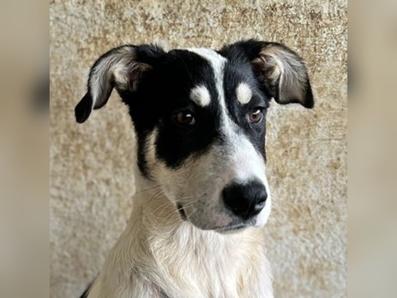 Aury, geb. ca. 12/2024, lebt auf einer Pflegestelle in 33142 Büren-Wewelsburg