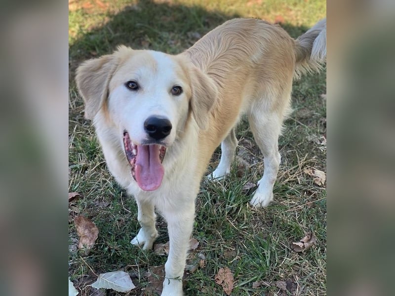 Buddy, geb. ca. 01/2022, lebt in GRIECHENLAND, im städt. Tierheim Serres