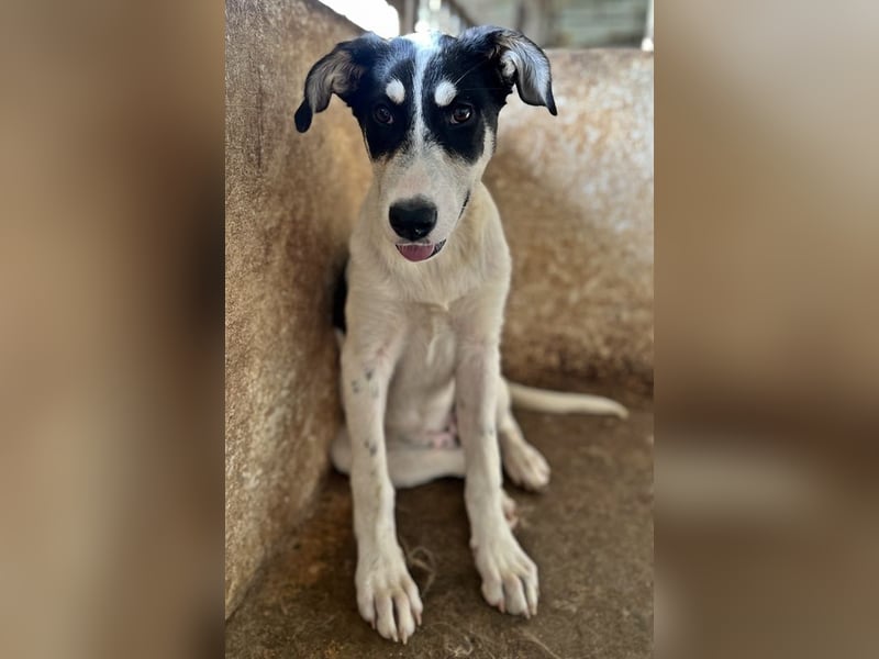 Aury, geb. ca. 12/2024, lebt auf einer Pflegestelle in 33142 Büren-Wewelsburg