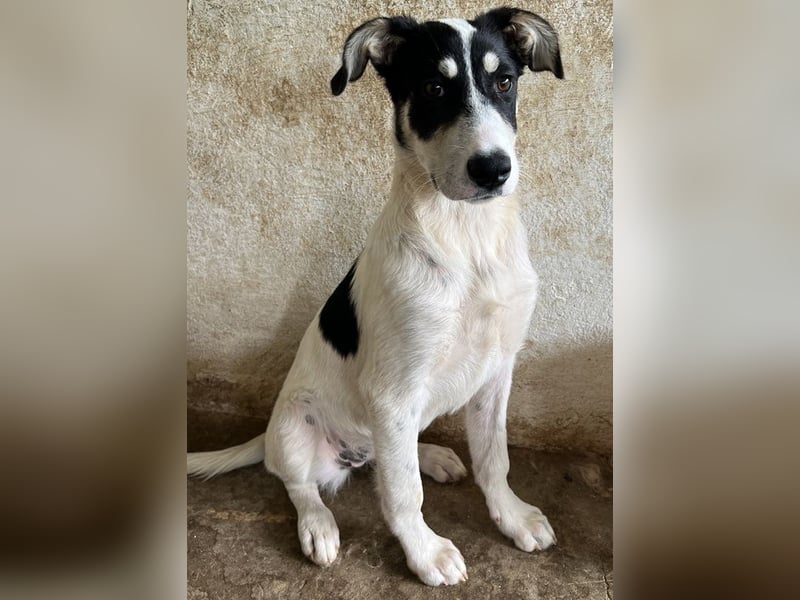 Aury, geb. ca. 12/2024, lebt auf einer Pflegestelle in 33142 Büren-Wewelsburg