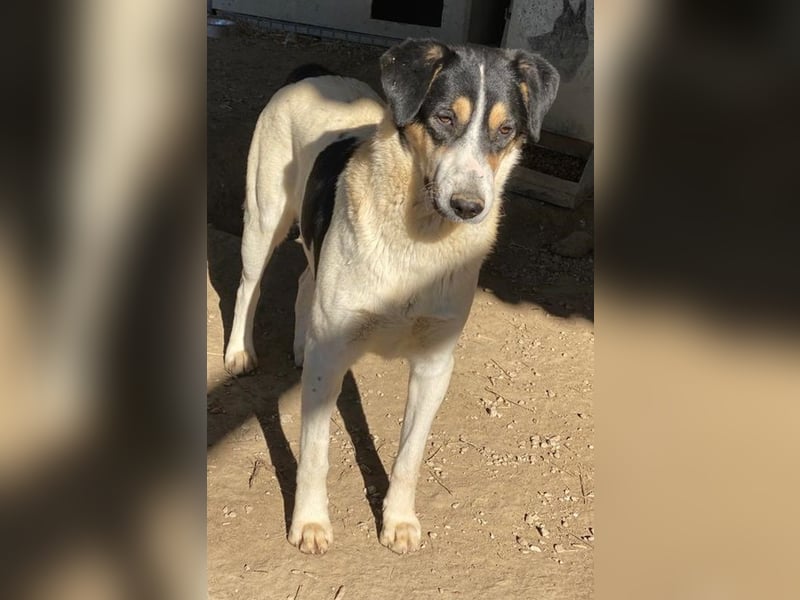 Fanny, geb. ca. 04/2021, lebt in GRIECHENLAND, im städt. Tierheim Serres