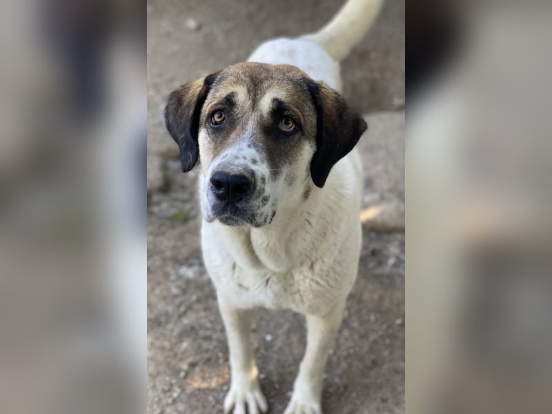 Elliot, geb. ca. 05/2022, lebt in GRIECHENLAND, im städt. Tierheim Serres