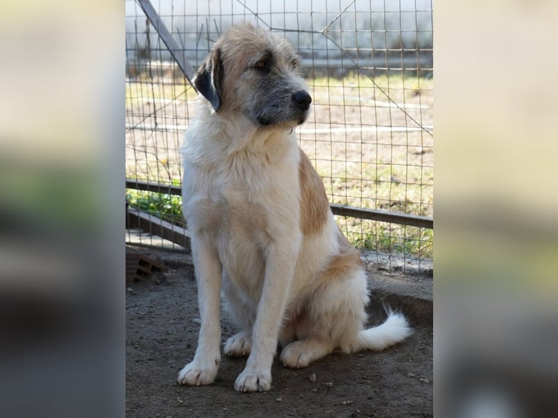 Maylo, geb. ca. 06/2022, lebt in GRIECHENLAND, auf einer privaten Pflegestelle