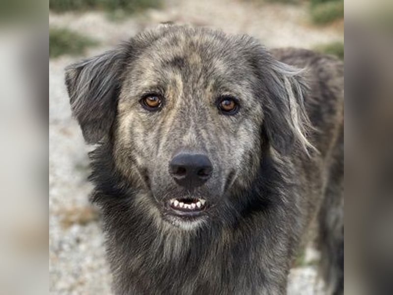 Pesto, geb. ca. 12/2021, lebt in GRIECHENLAND, im städt. Tierheim Serres Pesto, geb. ca. 12/2021, lebt in GRIECHENLAND, im städt. Tierheim Serres