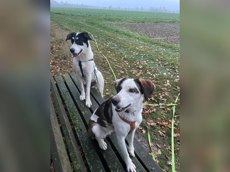 Aury, geb. ca. 12/2024, lebt auf einer Pflegestelle in 33142 Büren-Wewelsburg