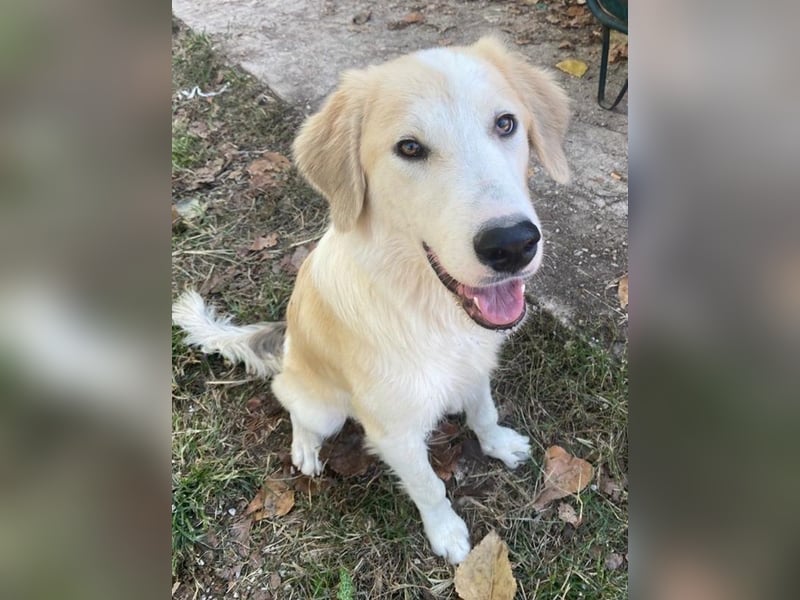 Buddy, geb. ca. 01/2022, lebt in GRIECHENLAND, im städt. Tierheim Serres