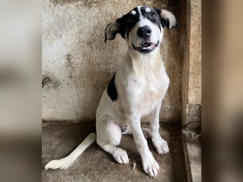 Aury, geb. ca. 12/2024, lebt auf einer Pflegestelle in 33142 Büren-Wewelsburg