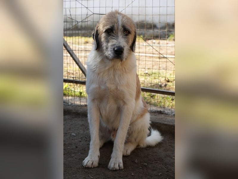 Maylo, geb. ca. 06/2022, lebt in GRIECHENLAND, auf einer privaten Pflegestelle