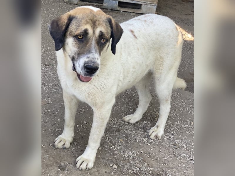 Elliot, geb. ca. 05/2022, lebt in GRIECHENLAND, im städt. Tierheim Serres