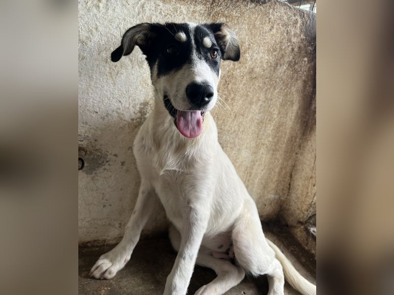 Aury, geb. ca. 12/2024, lebt auf einer Pflegestelle in 33142 Büren-Wewelsburg